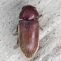 Anobiid Powderpost Beetle - photo 4