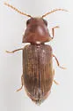 Anobiid Powderpost Beetle - photo 5