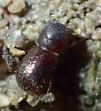 Polyphagous Shot Hole Borer