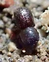 Polyphagous Shot Hole Borer - photo 2