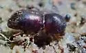 Polyphagous Shot Hole Borer - photo 3