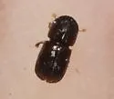 Polyphagous Shot Hole Borer - photo 4