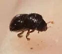 Polyphagous Shot Hole Borer - photo 5