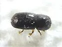 Euwallacea interjectus - photo 4