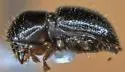 Tea Shot Hole Borer clade a - photo 2