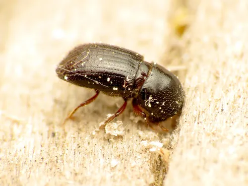 Euwallacea validus