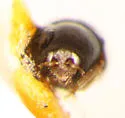 Euxenus punctatus - photo 2