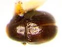 Euxenus punctatus - photo 3