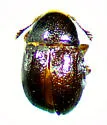 Euxenus punctatus - photo 4