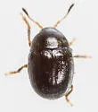 Euxenus punctatus - photo 5
