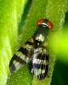Cornsilk Fly