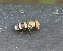 Euxesta eluta