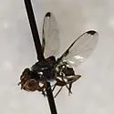 Euxesta nitidiventris
