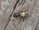 Euxesta quaternaria