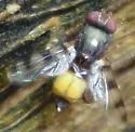 Euxesta quaternaria - photo 3