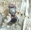 Euxesta quaternaria - photo 4