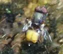 Euxesta quaternaria - photo 5