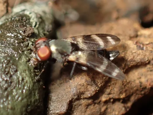 Cornsilk fly