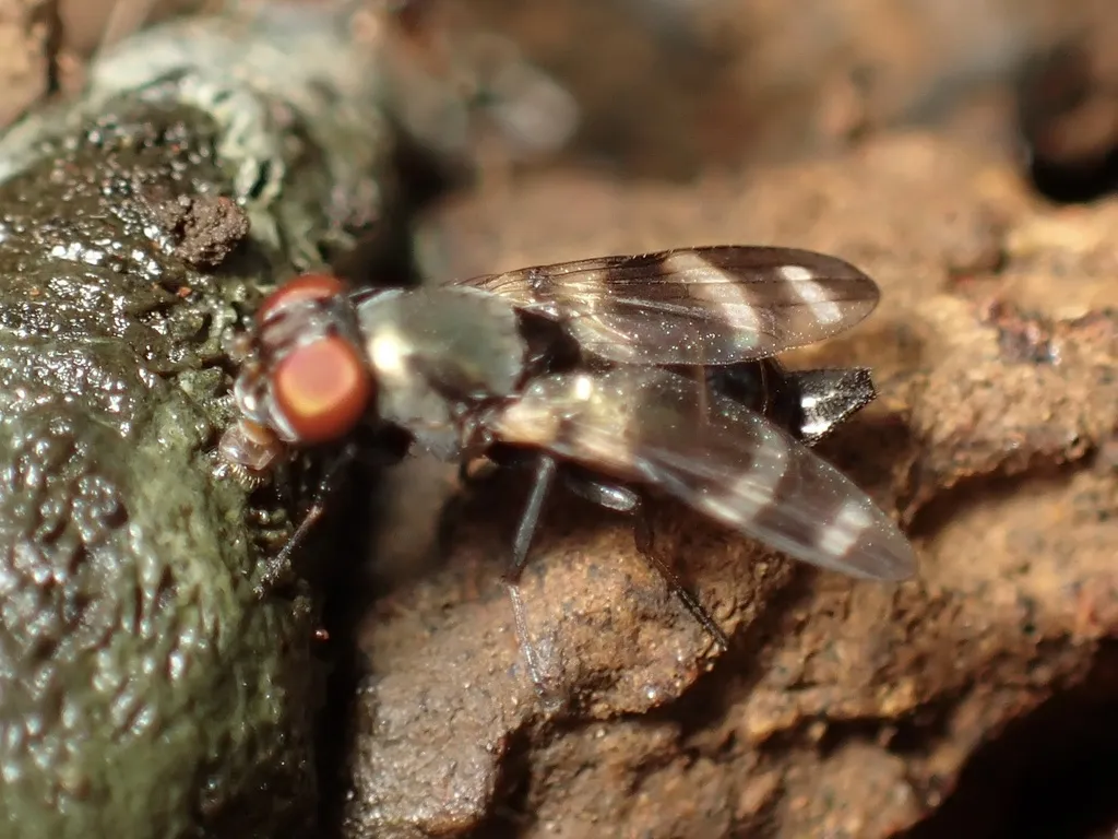 Cornsilk fly - photo 2