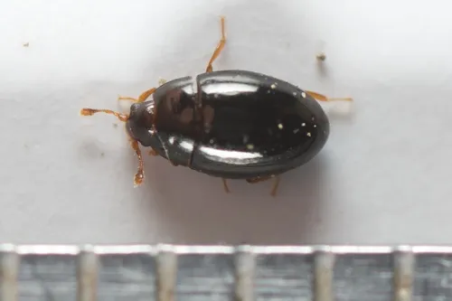 Well Polished Beetles - photo 2