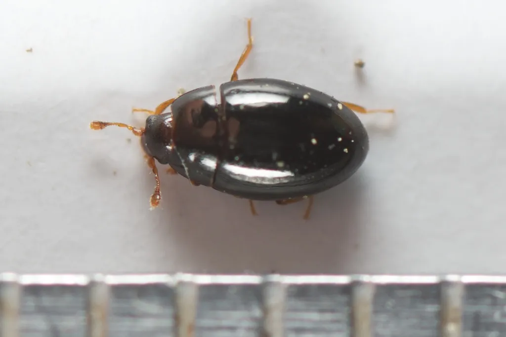 Well Polished Beetles - photo 3