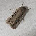 Sordid Dart - Hodges#10730 - photo 2
