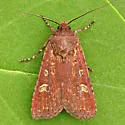 Sordid Dart - Hodges#10730 - photo 3