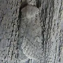 Euxoa aequalis - Hodges#10776