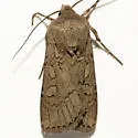 Euxoa aequalis - Hodges#10776 - photo 2