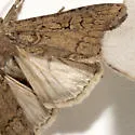 Euxoa aequalis - Hodges#10776 - photo 3