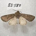 Euxoa aequalis - Hodges#10776 - photo 4