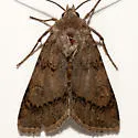 Euxoa aequalis - Hodges#10776 - photo 5
