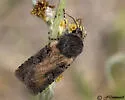 Euxoa albipennis - Hodges#10807