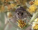 Euxoa albipennis - Hodges#10807 - photo 2