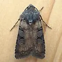 Euxoa albipennis - Hodges#10807 - photo 3