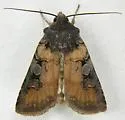 Euxoa albipennis - Hodges#10807 - photo 4