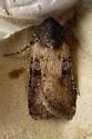 Euxoa albipennis - Hodges#10807 - photo 5