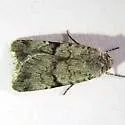 Euxoa annulipes - Hodges#10747