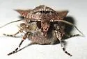 Euxoa atomaris - Hodges#10726 - Euxoa atomaris