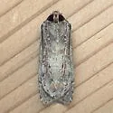 Euxoa atomaris - Hodges#10726 - photo 3