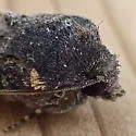 Euxoa atomaris - Hodges#10726 - photo 4