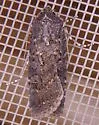 Euxoa atomaris - Hodges#10726 - photo 5