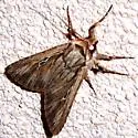 Euxoa atristrigata - Hodges#10768 - Euxoa atristrigata