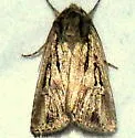 Euxoa atristrigata - Hodges#10768 - photo 3