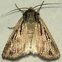 Euxoa atristrigata - Hodges#10768 - photo 4
