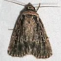 Euxoa atristrigata - Hodges#10768 - photo 5