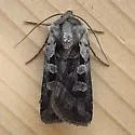 Euxoa auripennis - Hodges#10852