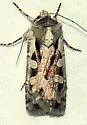 Euxoa auripennis - Hodges#10852 - photo 4