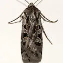 Euxoa auripennis - Hodges#10852 - photo 5