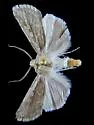 Euxoa aurulenta - Hodges#10716 - Euxoa aurulenta